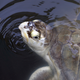 Illustration for article titled Thousands of Stunned Sea Turtles Are Being Rescued From the Texas Freeze